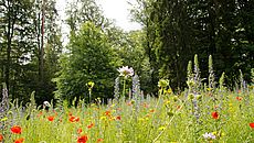 Blühwiese Blumen Wald Staatswald Staatsforsten