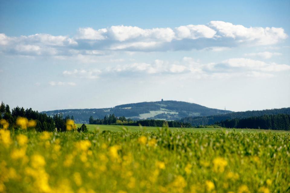 Blumenwiese mit Bergen